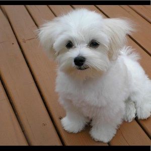 Meet your Posher, Eliza